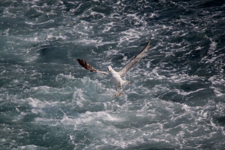 Téléchargez les photos : "Mouette unique survolant la mer
 " - en image libre de droit