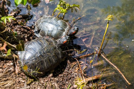 Photo for Turtles found by the side of a lake - Royalty Free Image