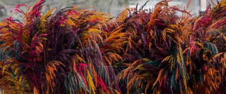 Téléchargez les photos : Fleurs sèches colorées étonnantes en vue - en image libre de droit