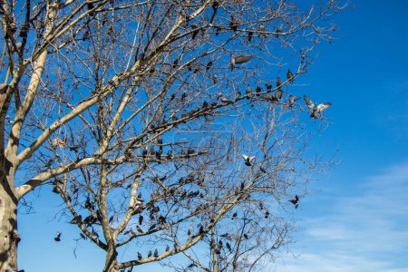 Photo for Pigeons sitting on the tree branch - Royalty Free Image