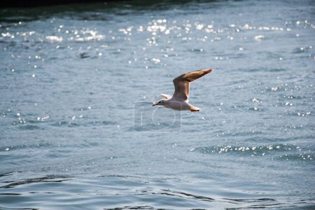Téléchargez les photos : "Mouette unique survolant la mer
 " - en image libre de droit