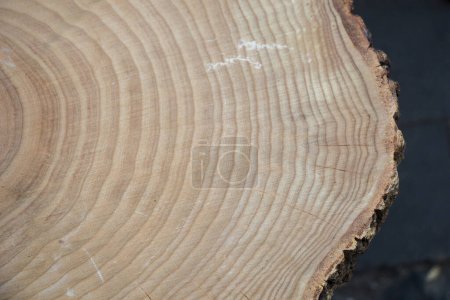 Foto de Pequeño pedazo de troncos de madera cortada - Imagen libre de derechos