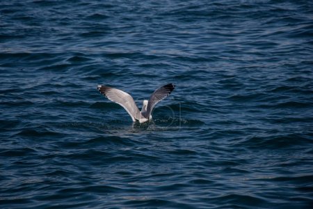 Photo for "Single seagull in water of the sea" - Royalty Free Image