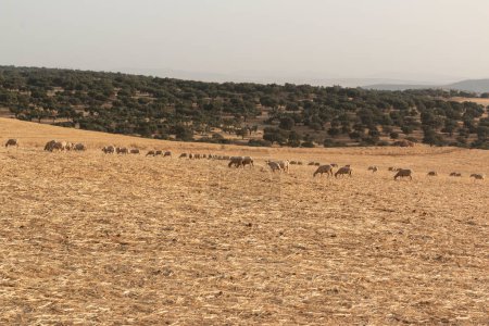 Téléchargez les photos : "Pâturage de moutons dans un champ de céréales sèches" - en image libre de droit