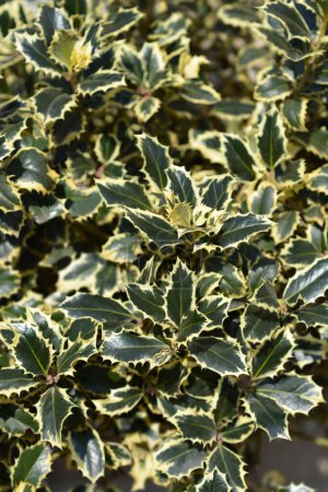 Photo for Variegated English Holly close up - Royalty Free Image