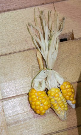 Photo for Dry corns on the cob kernels peeled - Royalty Free Image