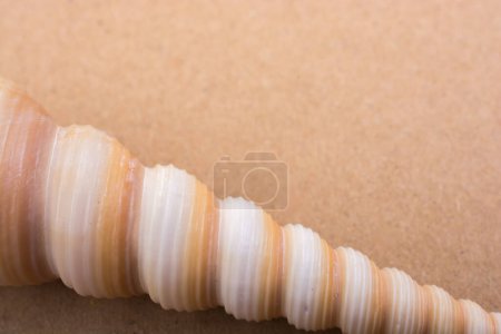 Photo for Beautiful seashell in biew - Royalty Free Image