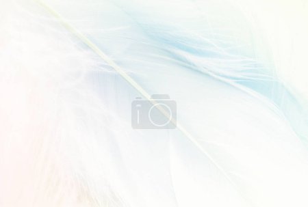 Photo for Pastel colored blue fluffy feathers of bird for background - Royalty Free Image