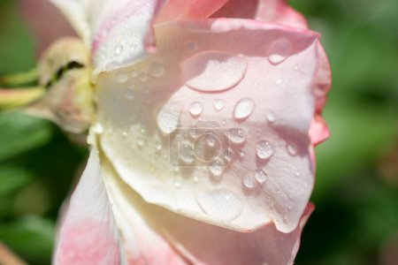 Téléchargez les photos : Pétales de rose avec des gouttes d'eau dessus - en image libre de droit