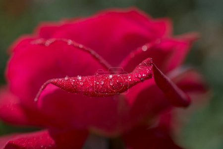 Foto de Pétalos de rosa con gotas de agua - Imagen libre de derechos