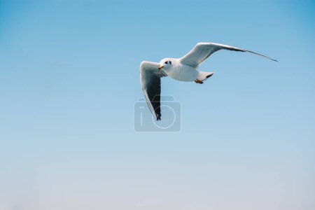 Foto de "La gaviota vuela en el cielo" - Imagen libre de derechos
