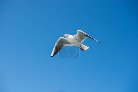 Photo for "Single seagull flying in a sky" - Royalty Free Image