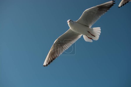 Téléchargez les photos : "Mouette unique volant dans le ciel
" - en image libre de droit