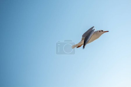 Foto de "Gaviota volando en el cielo
" - Imagen libre de derechos