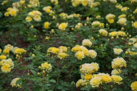 Téléchargez les photos : "Floraison de belles roses colorées dans le jardin
" - en image libre de droit