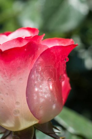 Foto de Pétalos de rosa con gotas de agua - Imagen libre de derechos