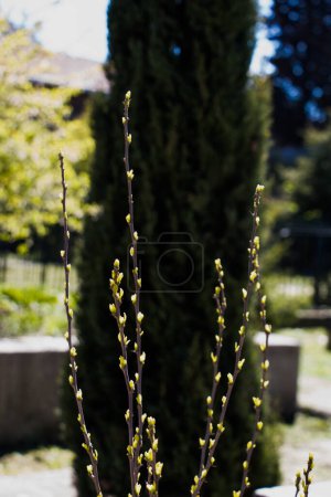 Téléchargez les photos : Photo d'une pousse tendre et brillante d'un arbre - en image libre de droit