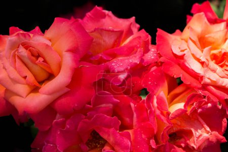 Foto de "Flores hermosas rosas de colores en el jardín
" - Imagen libre de derechos