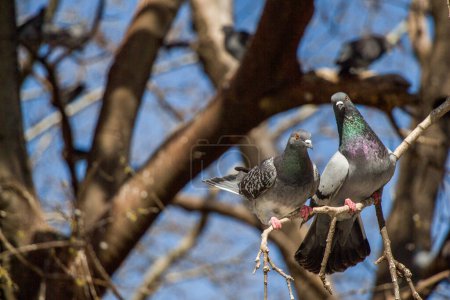 Téléchargez les photos : "Pigeons assis sur la branche de l'arbre
 " - en image libre de droit