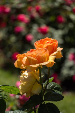 Téléchargez les photos : "Beautiful fresh roses in in the garden" - en image libre de droit