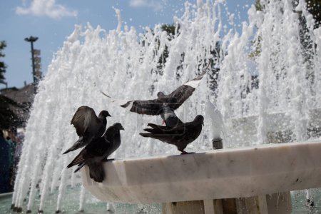 Téléchargez les photos : "Pigeons de la ville au bord de la fontaine
" - en image libre de droit