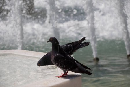 Téléchargez les photos : "Pigeons de la ville au bord de la fontaine
" - en image libre de droit