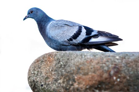 Photo for "Gray pigeon sits on a rock. View from the side. Isolate on a white background." - Royalty Free Image