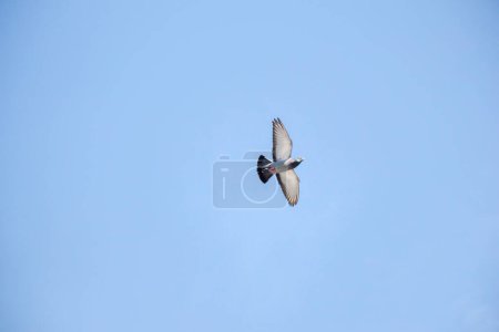 Téléchargez les photos : "Pigeon solitaire volant dans l'air
 " - en image libre de droit