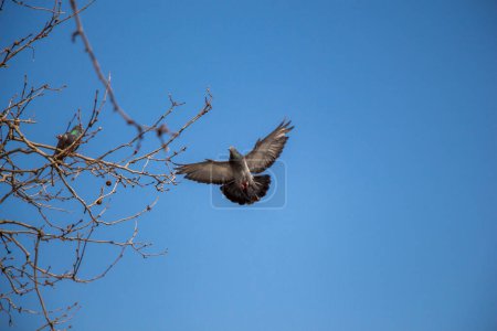 Téléchargez les photos : "Pigeon solitaire volant dans l'air
 " - en image libre de droit