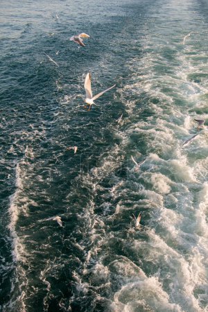 Téléchargez les photos : "Les mouettes volent au-dessus des eaux marines
" - en image libre de droit