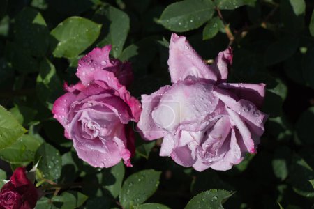 Téléchargez les photos : "Rose avec des gouttes d'eau dessus
" - en image libre de droit