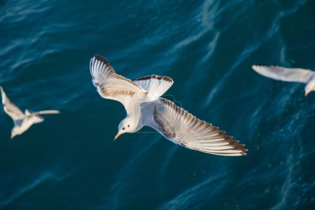 Photo for "Seagulls are on and  over sea waters" - Royalty Free Image