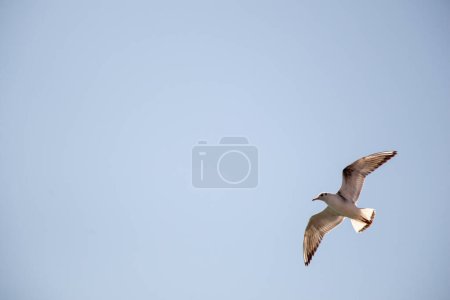 Téléchargez les photos : "Mouette unique volant dans un ciel nuageux
" - en image libre de droit