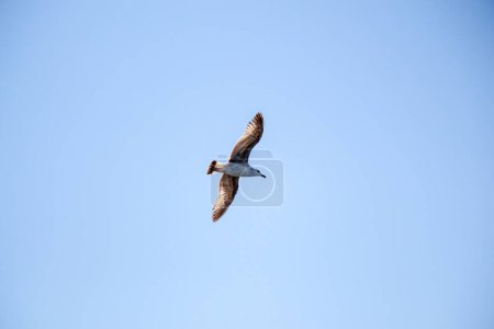 Téléchargez les photos : "Mouette unique volant en bleu un ciel
" - en image libre de droit