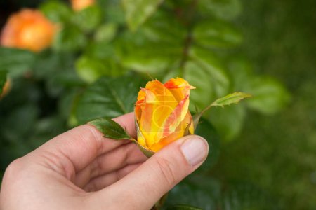 Téléchargez les photos : "Belle fleur de rose colorée à la main" - en image libre de droit