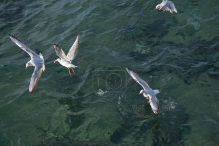 Téléchargez les photos : "Les mouettes sont sur et au-dessus des eaux de mer
" - en image libre de droit