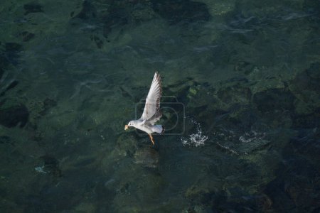 Téléchargez les photos : "Mouette unique survolant les eaux de mer
" - en image libre de droit