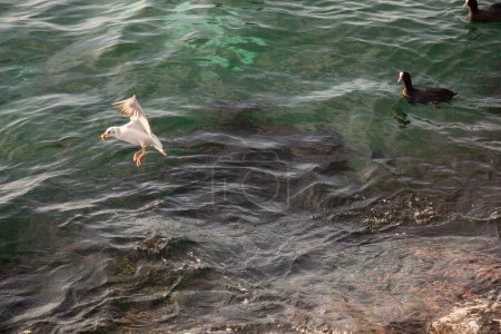 Téléchargez les photos : "Mouette unique survolant les eaux de mer
" - en image libre de droit