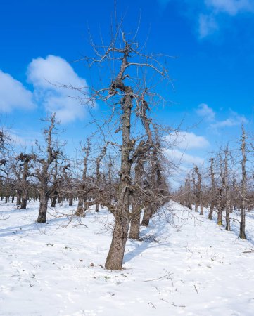 Téléchargez les photos : "rangées d'arbres fruitiers dans le verger avec de la neige sous le ciel bleu pendant l'hiver à holland" - en image libre de droit