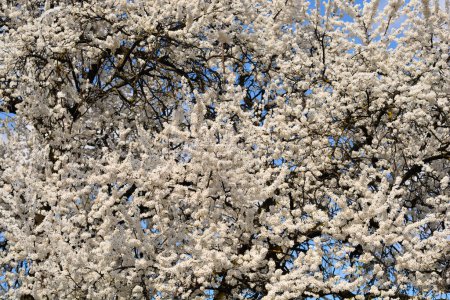 Téléchargez les photos : Arbre de cerisier vue arrière-plan - en image libre de droit