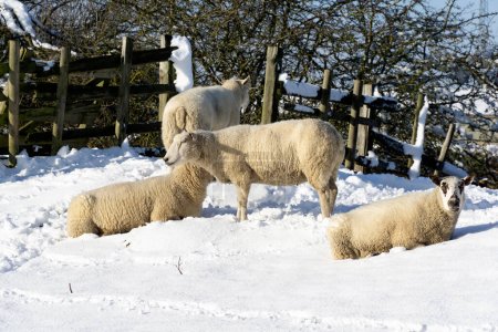 Photo for Sheep in winter background view - Royalty Free Image