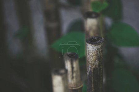Foto de Fondo natural con detalles de bambú - Imagen libre de derechos