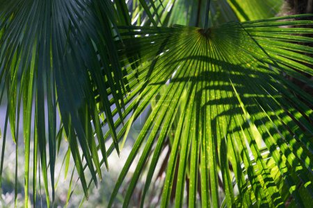 Téléchargez les photos : Fond naturel avec des feuilles de palmier éventail dans une journée d'été ensoleillée lumineuse - en image libre de droit
