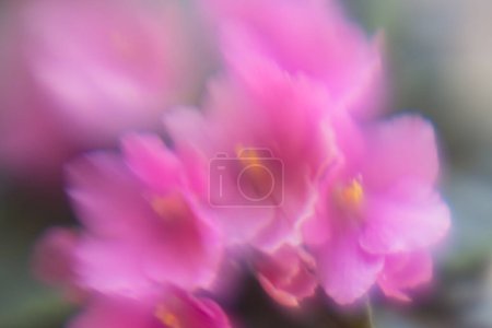 Foto de Desenfocado flores rosa vista de fondo - Imagen libre de derechos