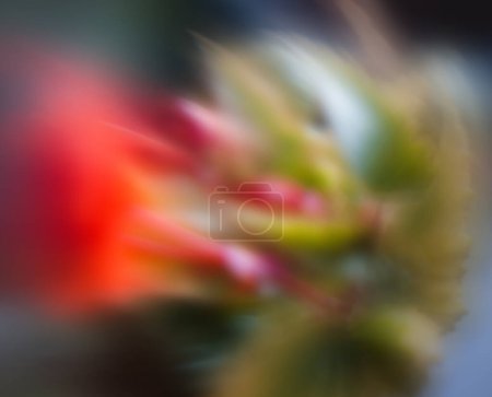 Téléchargez les photos : Fleurs rouges déconcentrées vue arrière-plan - en image libre de droit