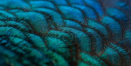 Photo for "Close-up of the  peacock feathers, colorful details and beautiful peacock feathers.Macro photograph." - Royalty Free Image