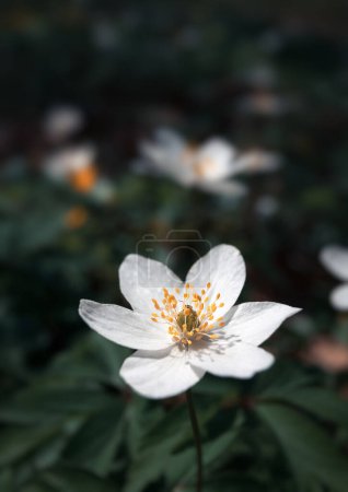 Photo for Anemone sylvestris. Beautiful floral background - Royalty Free Image