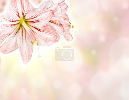 Téléchargez les photos : Beau fond floral abstrait Amaryllis - en image libre de droit