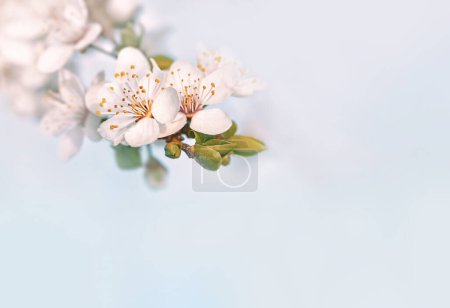 Photo for Springtime nature background. Beautiful floral background - Royalty Free Image
