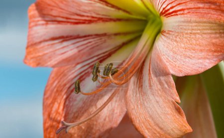 Foto de "Amarilis flores contra el fondo del cielo
" - Imagen libre de derechos